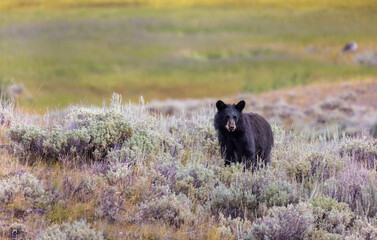 Bear at Yellowstone in a field
