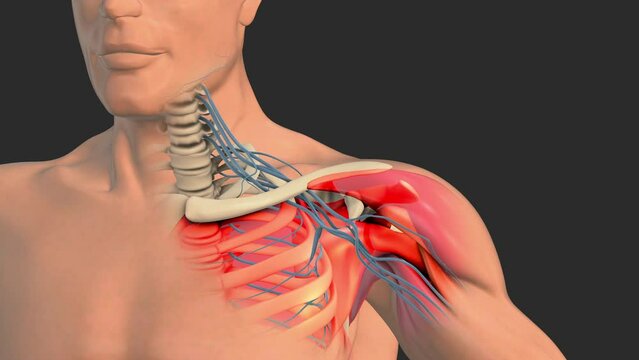 Brachial plexus nerve network animation