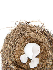 Broken Egg in Nest