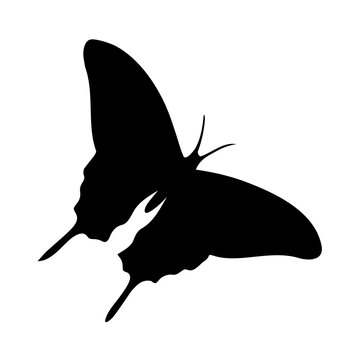 Butterflier flying on ablack image