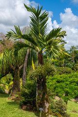 Fototapeta na wymiar A beautiful Bottle Palm with lots of green fruit on it scientific names Palmiste gargoulette or Hyophorbe lagenicaulis in Kauai, Hawaii, United States. 