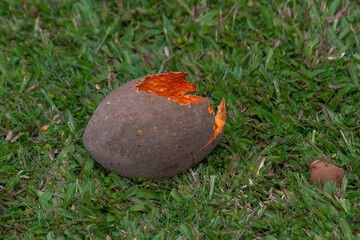 A brown fruit with a bright orange inside on the grass after having been eaten by some chickens in...