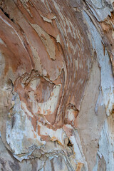 Close up of the interesting abstract looking bark of a Gum Tree a kind of Eucalyptus Tree in Kauai, Hawaii, United States.
