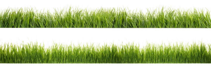 A set of long horizontal stripes of green grass cut out on a transparent background in PNG format. A strip of grass with various sprouts, side view, close-up.
