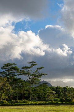 Daytime landscape with white and gray clouds, Albizia tree, Falcataria Moluccana, Batai wood  with mountains in Kauai, Hawaii, United States.

