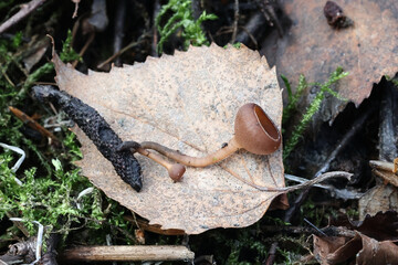 Catkin cup, Ciboria caucus, an early spring fungus from Finland 