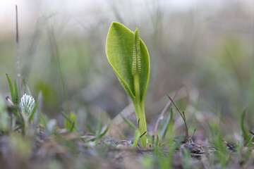Adderstongue fern, Ophioglossum vulgatum, also known as adder's-tongue, southern adders-tongue or ...