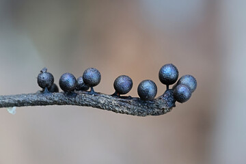 Lamproderma echinosporum, a nivicolous slime mold from Finland, no common English name