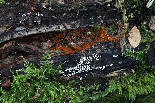 Orange Trichia scabra and white Trichia varia, two slime mold species developing sporangia on decaying wood