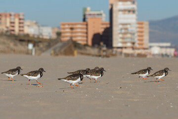 Grupo de correlimos corriendo en la playa de Arenales del Sol con edificios al fondo, España