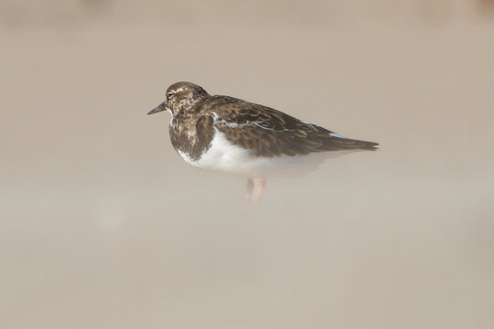 Calidris alpina, correlimos con bokeh pronunciado durante ventisca en la arena de la playa el Carabassi de Arenales del Sol, Espa&ntilde;a