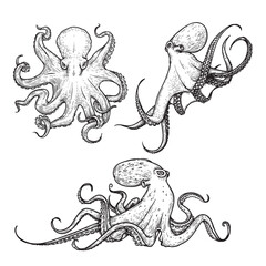 Octopus sketch hand drawn vector illustrations set. Engraving line art collection. Best for nautical designs.