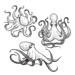 Octopus sketch hand drawn vector illustrations set. Engraving line art collection. Best for nautical designs.