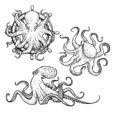 Octopus sketch hand drawn vector illustrations set. Octopus on the helm. Engraving line art collection. Best for nautical designs.