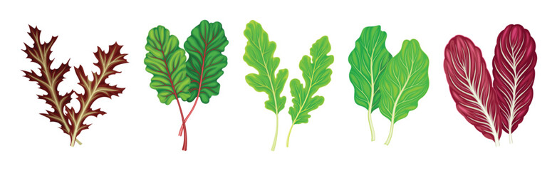 Leaf Vegetables or Salad Greens as Edible Plant Vector Set - obrazy, fototapety, plakaty