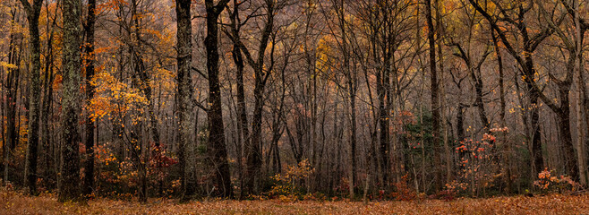 Deciduous forest in Blue Ridge Mountain region in Virginia in autumn.