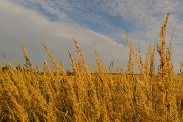 golden wheat field