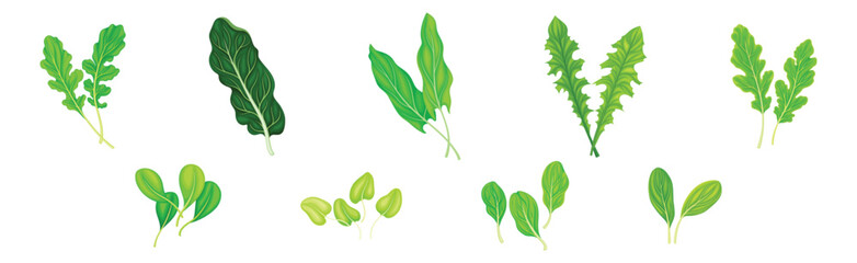 Leaf Vegetables or Salad Greens as Edible Plant Vector Set