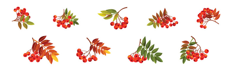 Autumn Rowan Berry Branch with Clusters and Leaves Vector Set