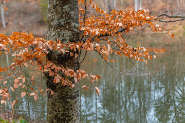 American beech tree in autumn overlooking a lake  near Charlottesville, Virginia in late fall....