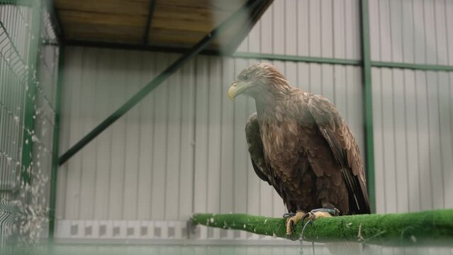 A large eagle stands on a branch in a cage at the zoo. View of a hawk behind bars. Brown eagle in a large cage.