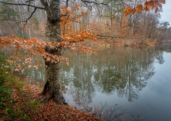 American beech tree in autumn overlooking a lake  near Charlottesville, Virginia, in late fall....