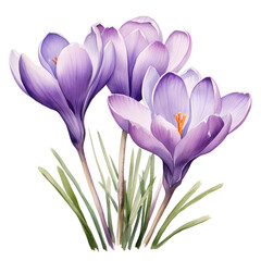 Illustration of purple crocus flowers isolated on white background 