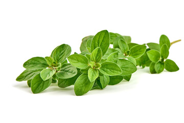 Fresh sweet marjoram herb, isolated on white background.