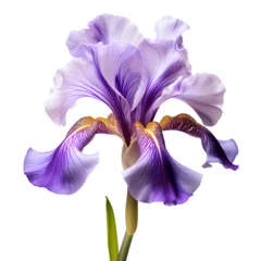 Foto op Plexiglas anti-reflex Close up of a purple iris flower isoltaed on white background © TatjanaMeininger