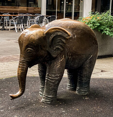 elephant in the city 