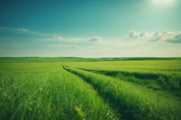 Attractive Beautiful panoramic natural landscape of a green field with grass against a blue sky...