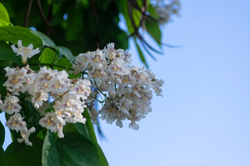 Catalpa bignonioides indian-bean-tree medium sized deciduous ornamental flowering tree, white flowers in bloom on branches