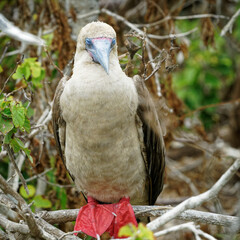 A red-footed booby asleep in a bush, Galápagos Islands, Ecuador