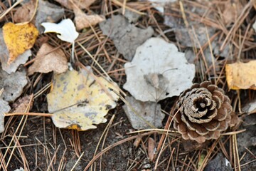 pine cone on the ground in autumn 