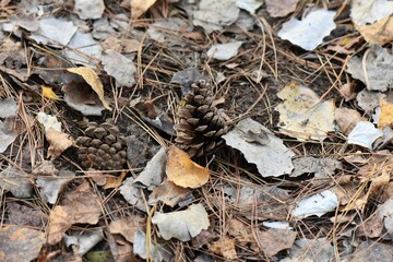 pine cone on the ground in autumn 