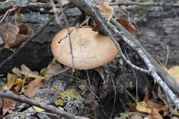 mushroom in the forest
