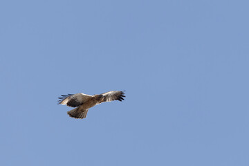 Booted Eagle Hieraaetus pennatus flying in the sky of Southern France