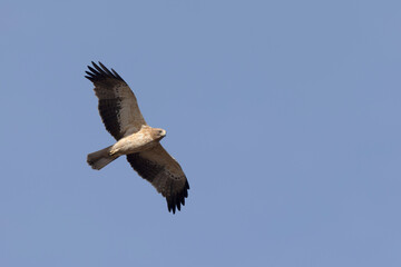 Booted Eagle Hieraaetus pennatus flying in the sky of Southern France