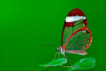  Closeup   beautiful  glasswing Butterfly (Greta oto) in a summer garden. © blackdiamond67