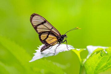 Closeup   beautiful  glasswing Butterfly (Greta oto) in a summer garden.