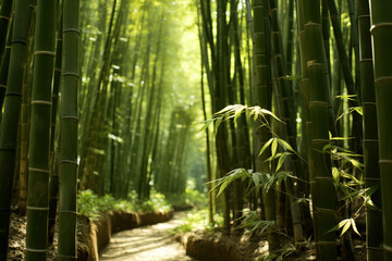 landscape of bamboo grove with path