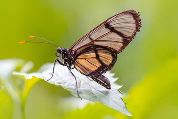 Foto auf Acrylglas Antireflex Closeup   beautiful  glasswing Butterfly (Greta oto) in a summer garden. © blackdiamond67