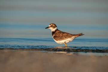 Little Ringed Plover (Charadrius dubius) foraging by the lake.