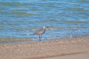 Grey Plover (Pluvialis squatarola) feeding by the sea.