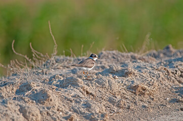 Common Ringed Plover (Charadrius hiaticula) feeding by the lake.