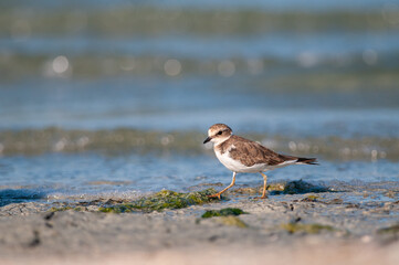 Common Ringed Plover (Charadrius hiaticula) feeding by the lake.