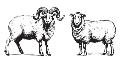Sheep and ram breeding sketch hand drawn in doodle style illustration Cartoon - obrazy, fototapety, plakaty