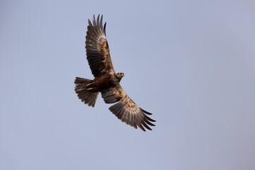 Fototapeta premium Marsh Harrier Circus aeruginosus in flight over reedbed