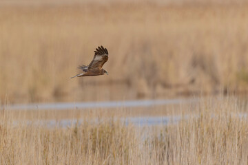 Marsh Harrier Circus aeruginosus in flight over reedbed