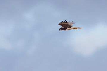 Marsh Harrier Circus aeruginosus in flight over reedbed